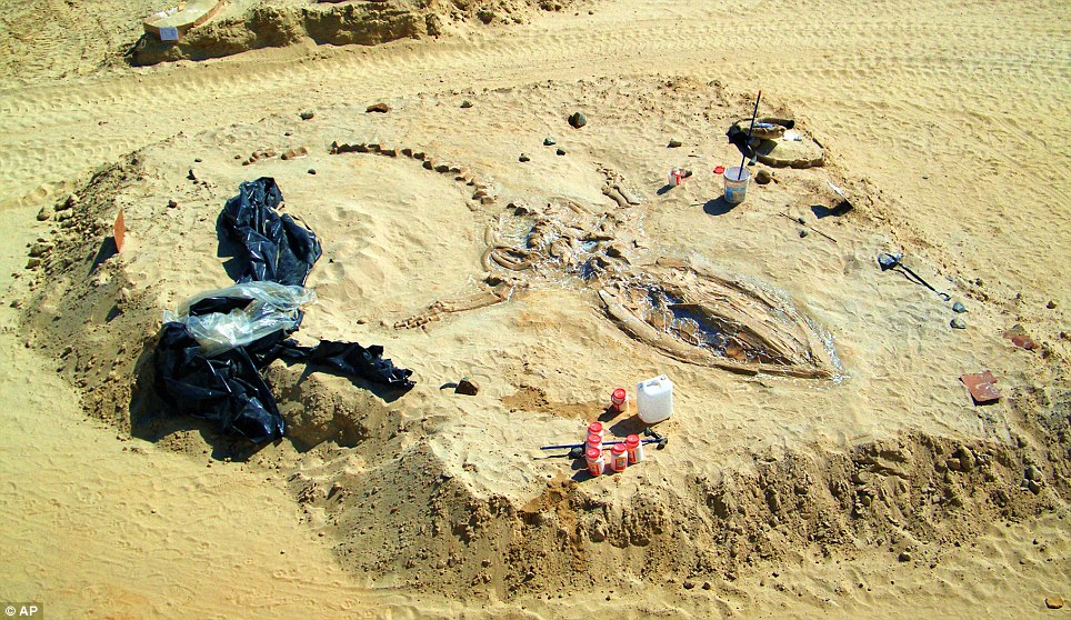 'Extraordinary': Prehistoric bones belonging to 75 whales have been found in the Atacama desert near Copiapo, Chile. Scientists remain baffled as to how they got there